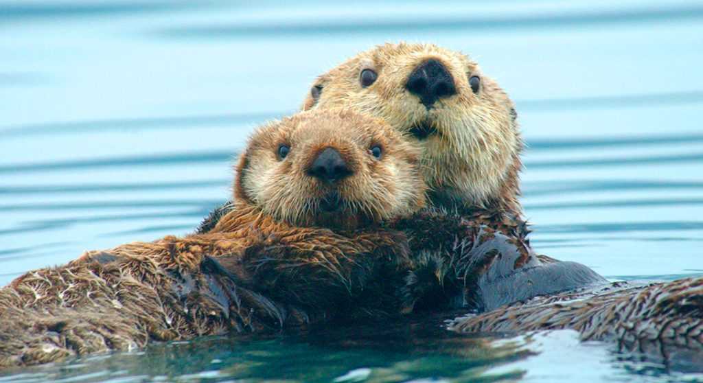 otter jumps on kayak to say hello to his favorite kayakers