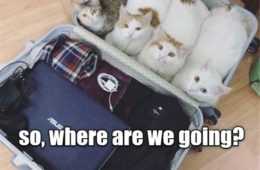 Animals Suitcase Cat
