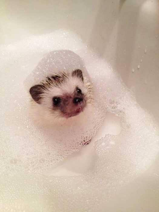 cute hedgehog bath