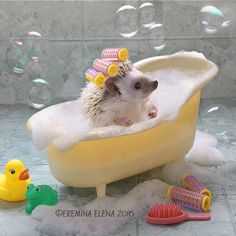 cute hedgehog bathing