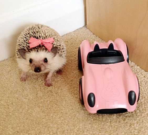 cute hedgehog car
