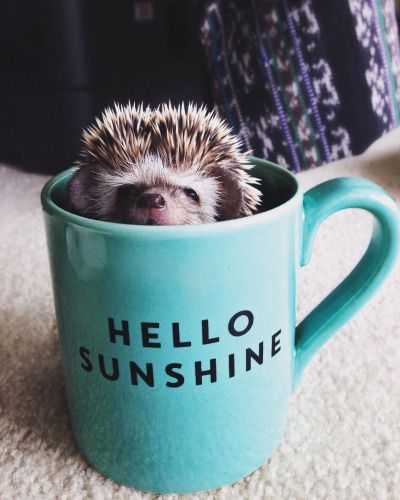cute hedgehog cup