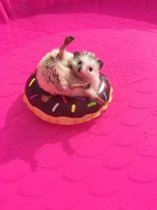 cute hedgehog donut
