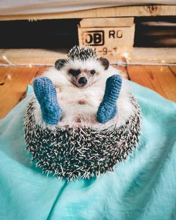 cute-hedgehog-feets.jpg