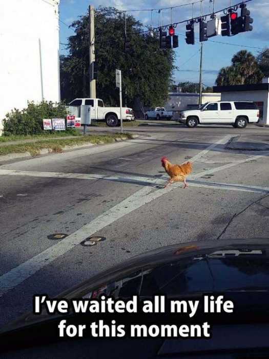 21 Funny Memes and Pictures for You | funny chicken road 21 Funny Memes and Pictures for You