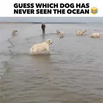 21 Funny Memes and Pictures for You | funny dog ocean 21 Funny Memes and Pictures for You