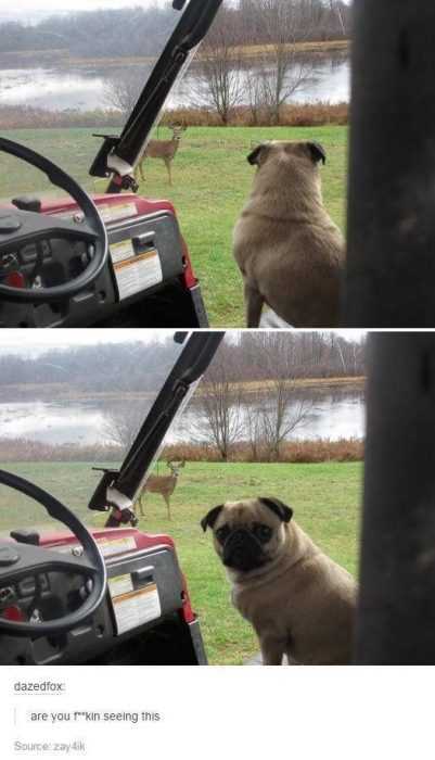Funny Dog
