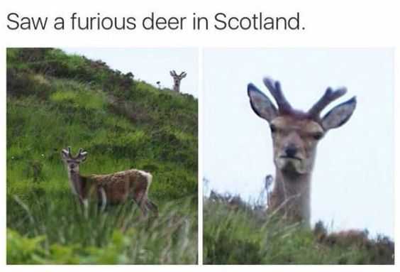 21 Funny Memes and Pictures for You | funny furious deer 21 Funny Memes and Pictures for You