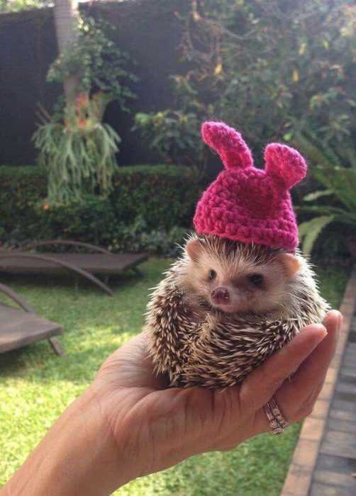 hedgehog pink hat