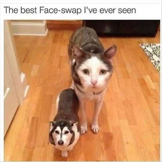 animal faceswap