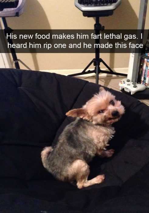 animal gas