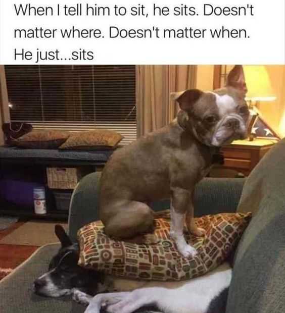 funny he just sits