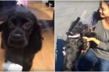 15531877 Dog Who Was Blind For Years Gets Life Changing B93Deb24 M