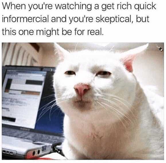 animal cat get rich quick