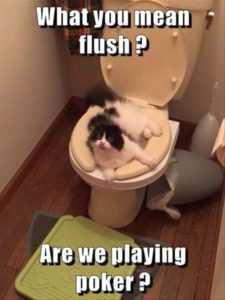 animal flush