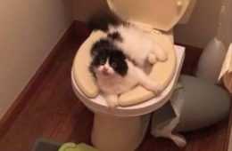 Animal Flush