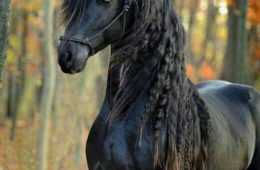 Animal Horses