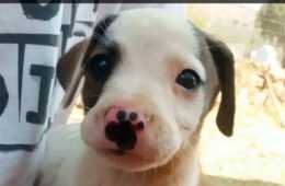 Funny Boop Snoot
