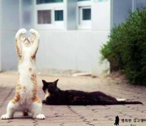 funny cat dance