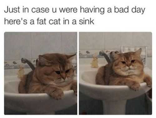 funny cat in a sink