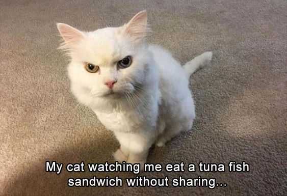 funny cat not sharing