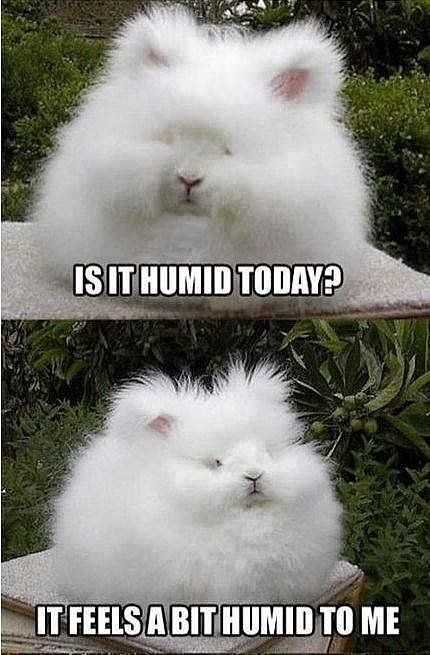 funny humid