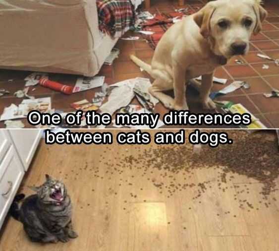 funny many differences