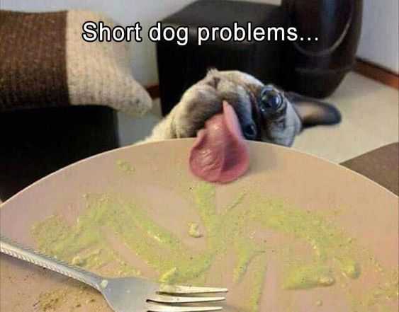 funny short dog problems