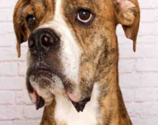 Humanesocietyutah