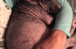 Pawmygosh Sick Puppy