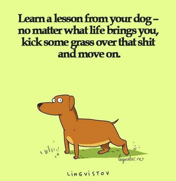 quote learn from dog