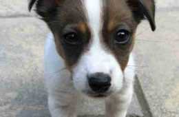 Thedodo Puppy