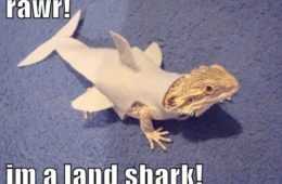Funny Bearded Dragon