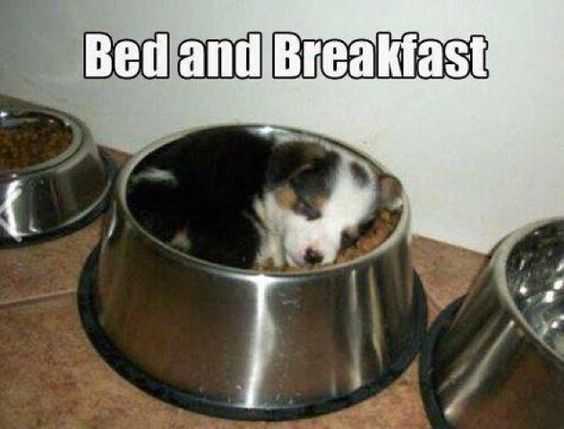 funny bedbreakfast