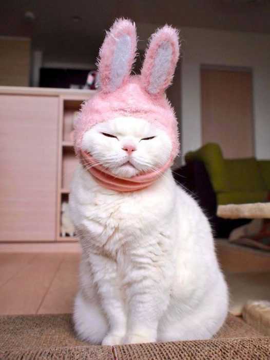 funny cabbit