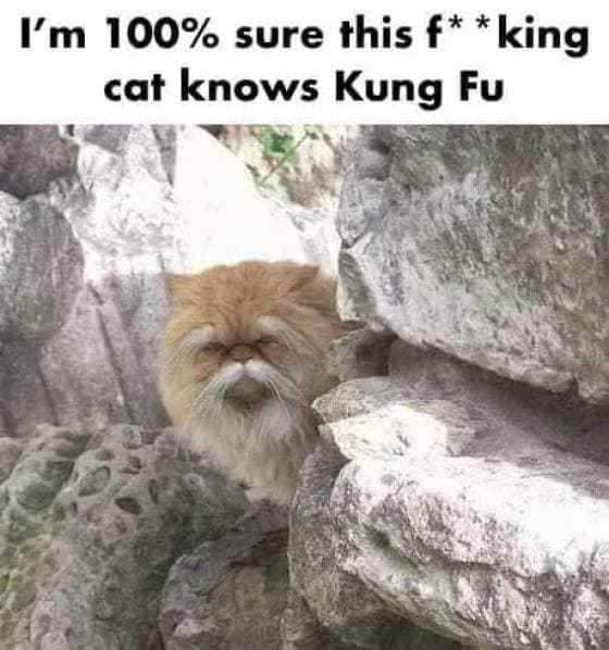 funny cat kungfu