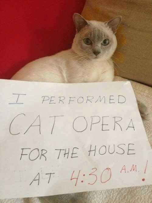 funny cat opera