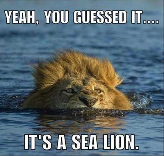 funny lion sea