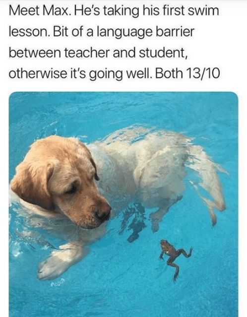 funny swimming lesson