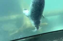 Seal2