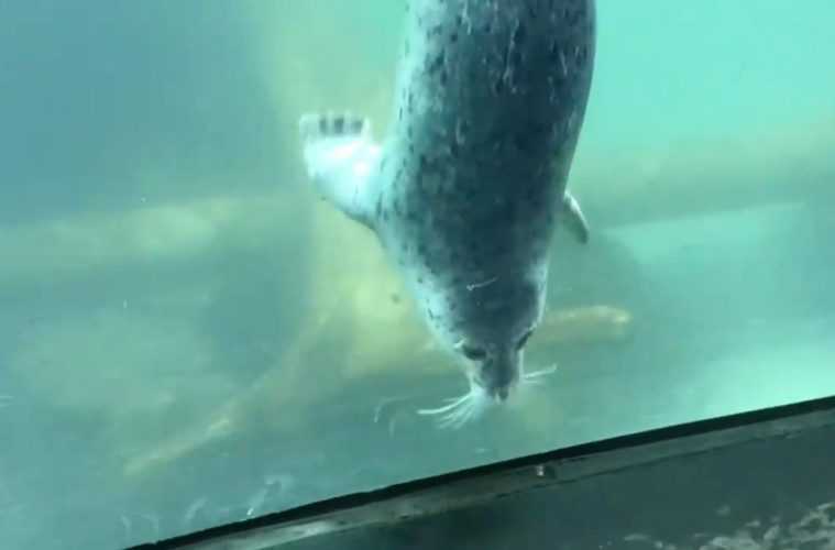 Seal2