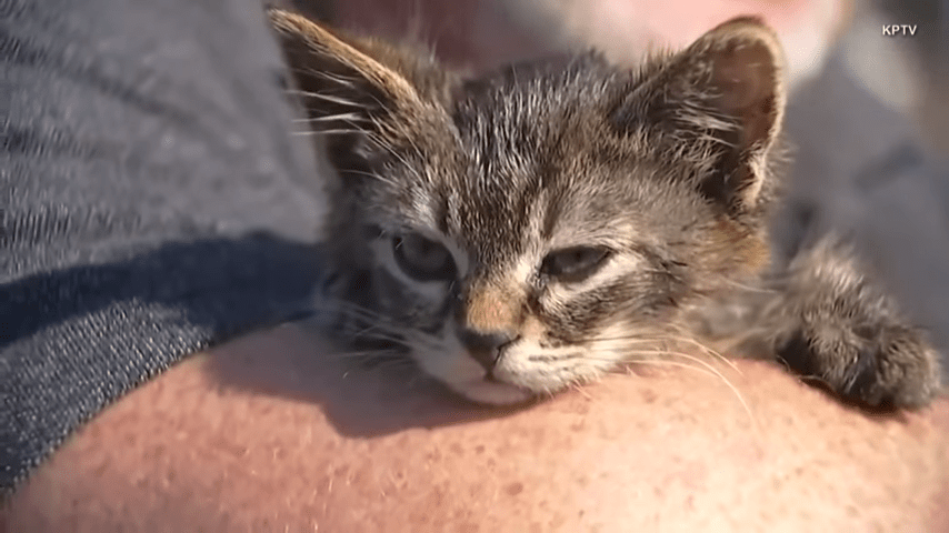 5 Week Old Kitten Named Sticky Found Glued to Busy Oregon Road 0 20 screenshot