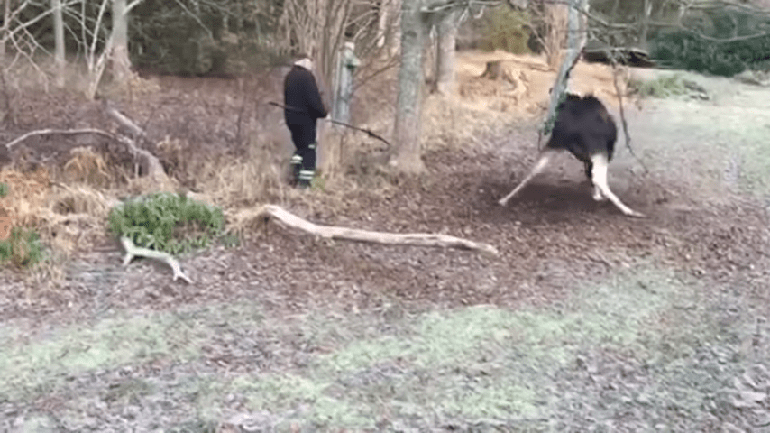 Man Rescues Moose Trapped in a Tree in Small Swedish Town 0 43 screenshot