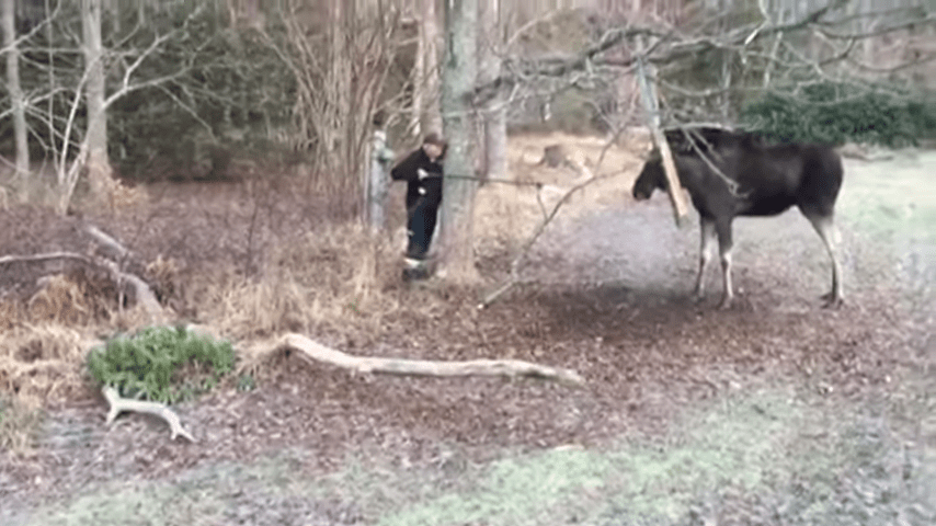 Man Rescues Moose Trapped in a Tree in Small Swedish Town 1 37 screenshot