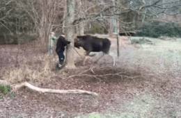 Man Rescues Moose Trapped In A Tree In Small Swedish Town 2 49 Screenshot