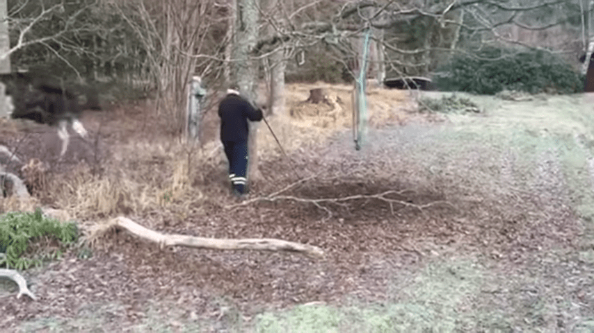 Man Rescues Moose Trapped in a Tree in Small Swedish Town 2 50 screenshot