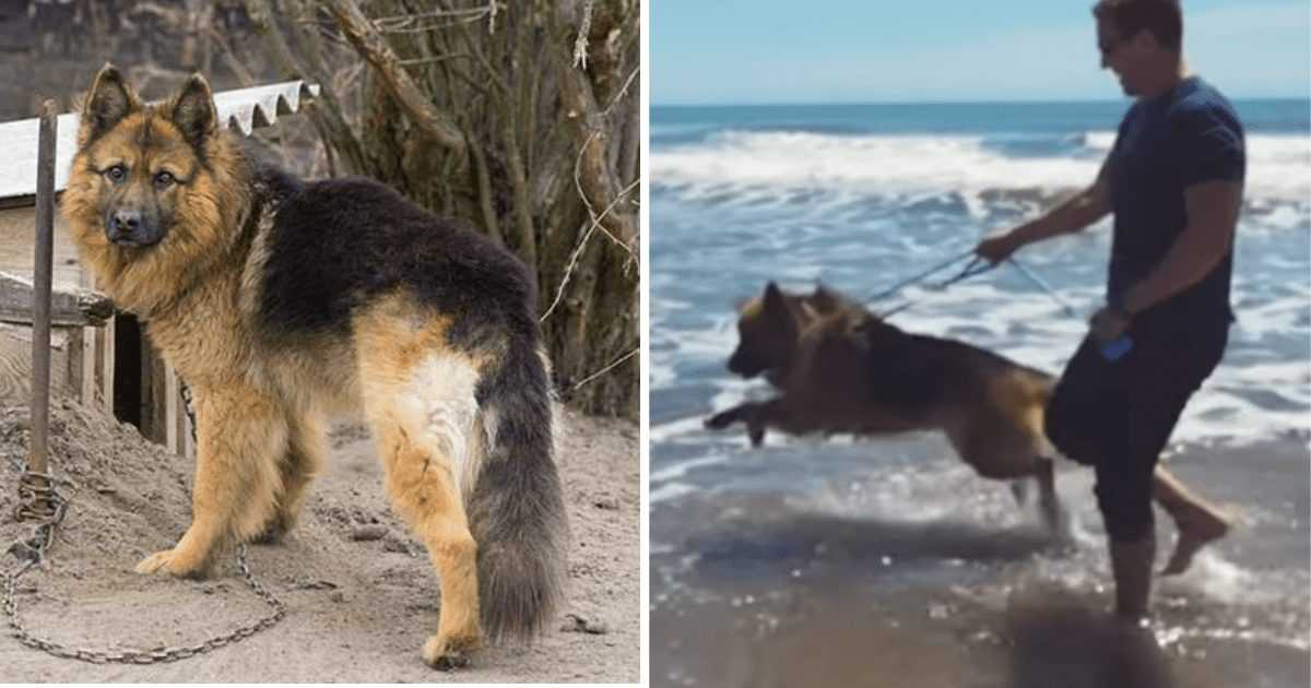 Dog Sees Ocean Featured