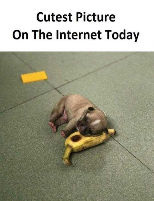 funny banana puppy