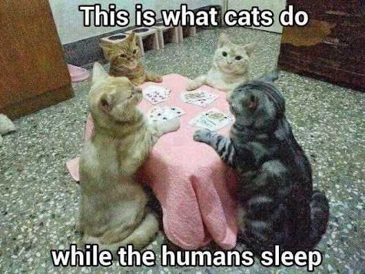 funny cats do asleep