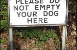 Funny Dog Here